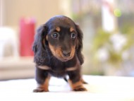 Miniature-Dachshund110 Miniature-Dachshund110
