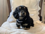 Miniature-Dachshund1100