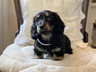 Miniature-Dachshund1104