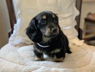 Miniature-Dachshund1107