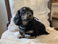 Miniature-Dachshund1116 Miniature-Dachshund1116