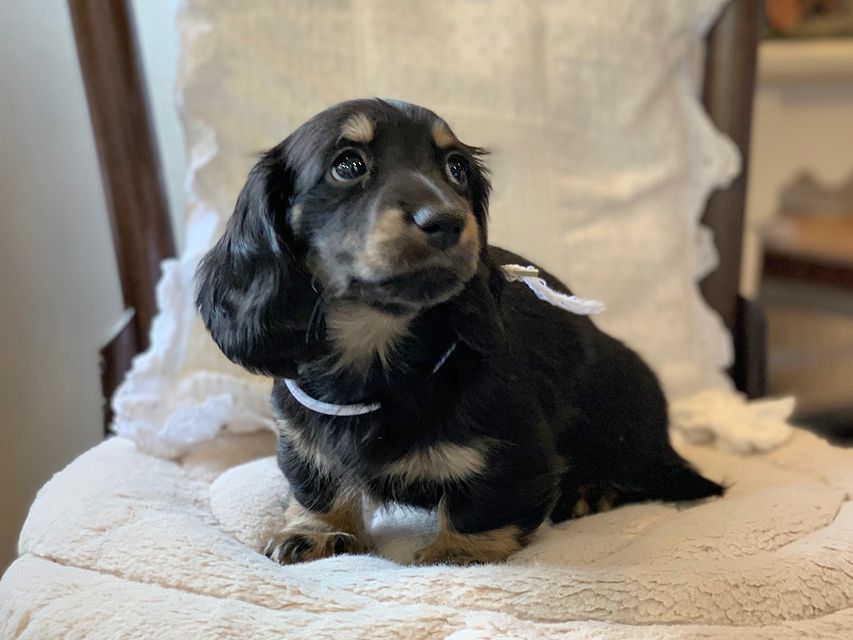 ミニチュア ダックスフンド ターシャ & ブルースの子犬 ブラックイエロー（ブラッククリーム） 男の子（2）