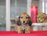 Miniature-Dachshund1167 Miniature-Dachshund1167