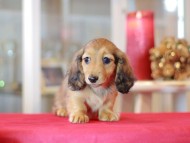 Miniature-Dachshund1174 Miniature-Dachshund1174