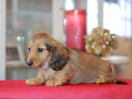 Miniature-Dachshund1198 Miniature-Dachshund1198