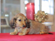 Miniature-Dachshund1199 Miniature-Dachshund1199