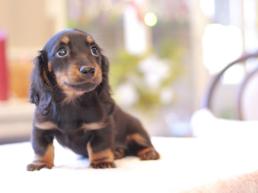 ミニチュアダックス ダックスフンド ローリー & ジェットの子犬 ブラタン 女の子（2）