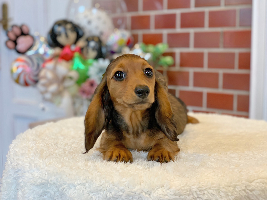 ミニチュアダックスフンド ルーシー & ジムダンデイの子犬 レッド 女の子(1)Miniature-Dachshund12 ミニチュアダックスフンド ルーシー & ジムダンデイの子犬 レッド 女の子(1)