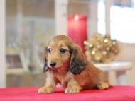 Miniature-Dachshund1228 Miniature-Dachshund1228