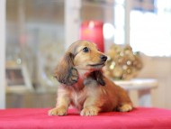 Miniature-Dachshund1235 Miniature-Dachshund1235