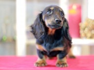 Miniature-Dachshund1240