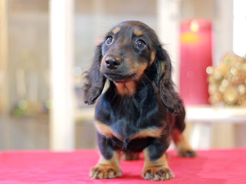 ミニチュアダックスフンド ローリー & ジェットの子犬 ブラタン 女の子(1)Miniature-Dachshund1245 ミニチュアダックスフンド ローリー & ジェットの子犬 ブラタン 女の子(1)