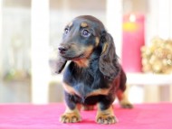 Miniature-Dachshund1250