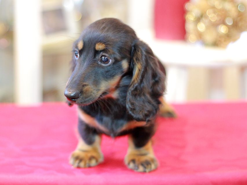 ミニチュアダックスフンド ローリー & ジェットの子犬 ブラタン 女の子(1)Miniature-Dachshund1255 ミニチュアダックスフンド ローリー & ジェットの子犬 ブラタン 女の子(1)
