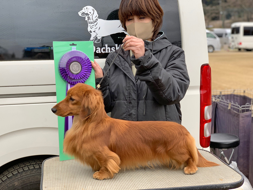 【ドッグショー】ミニチュアダックスフンド まも〜る リザーブキング 【ドッグショー】ミニチュアダックスフンド まも〜る リザーブキング