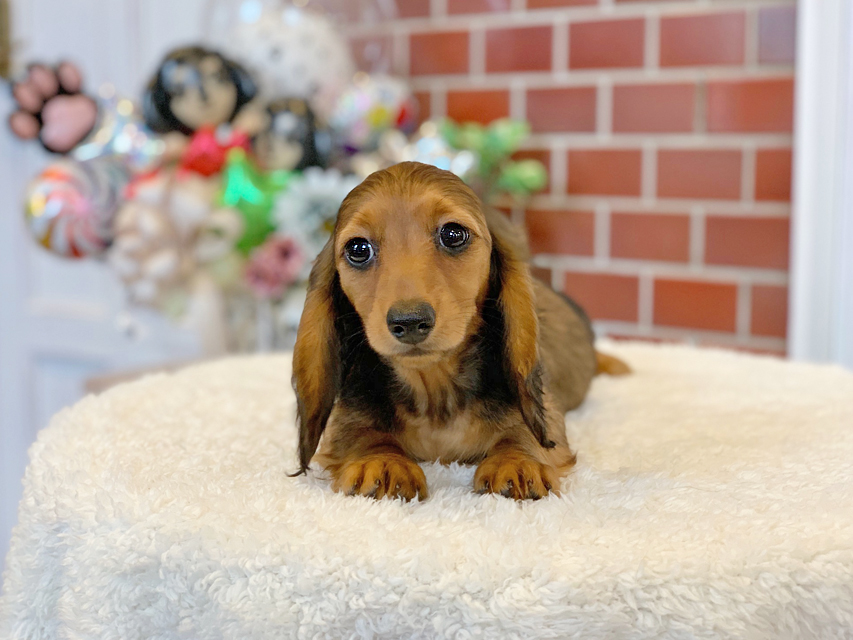 ミニチュアダックスフンド ルーシー & ジムダンデイの子犬 レッド 女の子(1)Miniature-Dachshund13 ミニチュアダックスフンド ルーシー & ジムダンデイの子犬 レッド 女の子(1)
