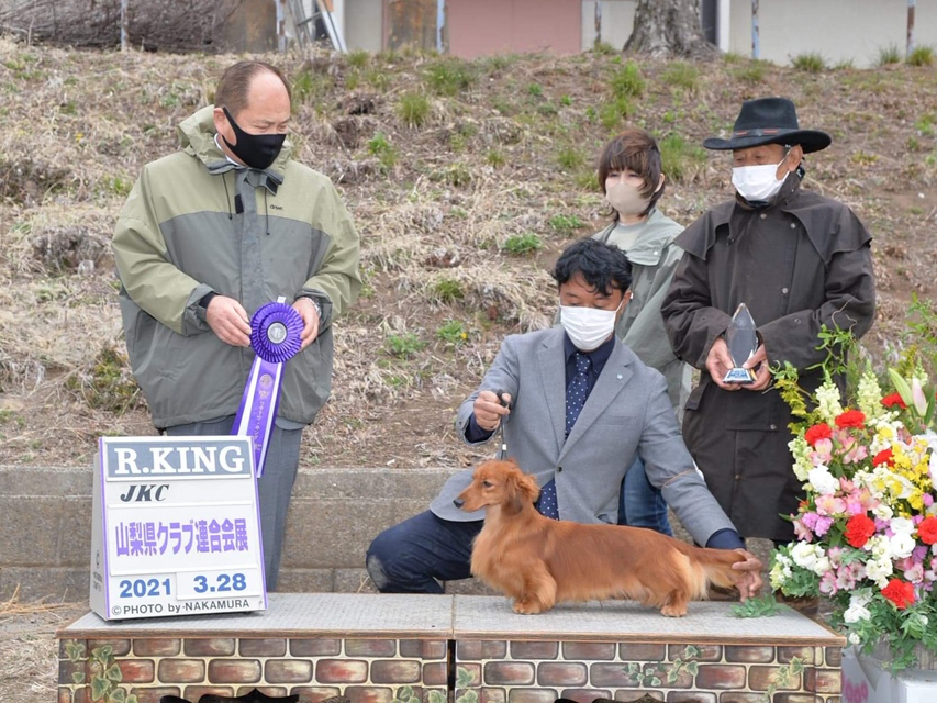【ドッグショー】ミニチュアダックスフンド まも〜る リザーブキング 【ドッグショー】ミニチュアダックスフンド まも〜る リザーブキング