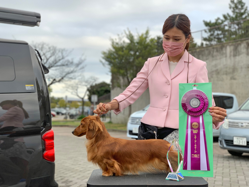 【ドッグショー】ルーシー リザーブクイーン