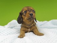 Miniature-Dachshund153 Miniature-Dachshund153