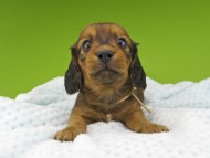 Miniature-Dachshund155 Miniature-Dachshund155