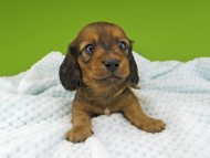 Miniature-Dachshund157 Miniature-Dachshund157