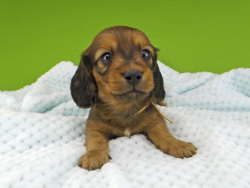 ミニチュアダックスフンド メイプルhp & 竹千代の子犬 レッド 男の子（1）