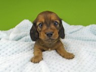 Miniature-Dachshund158 Miniature-Dachshund158