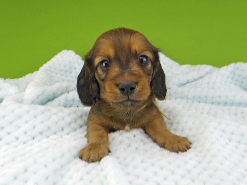 ミニチュアダックスフンド メイプルhp & 竹千代の子犬 レッド 男の子（1）