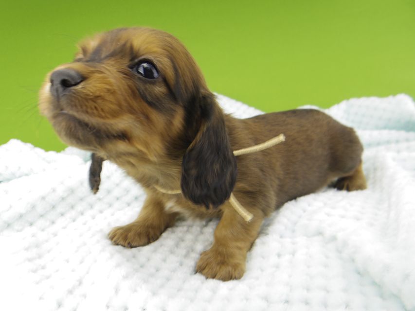 ミニチュアダックスフンド メイプルhp & 竹千代の子犬 レッド 男の子（1）