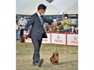 Miniature-Dachshund16