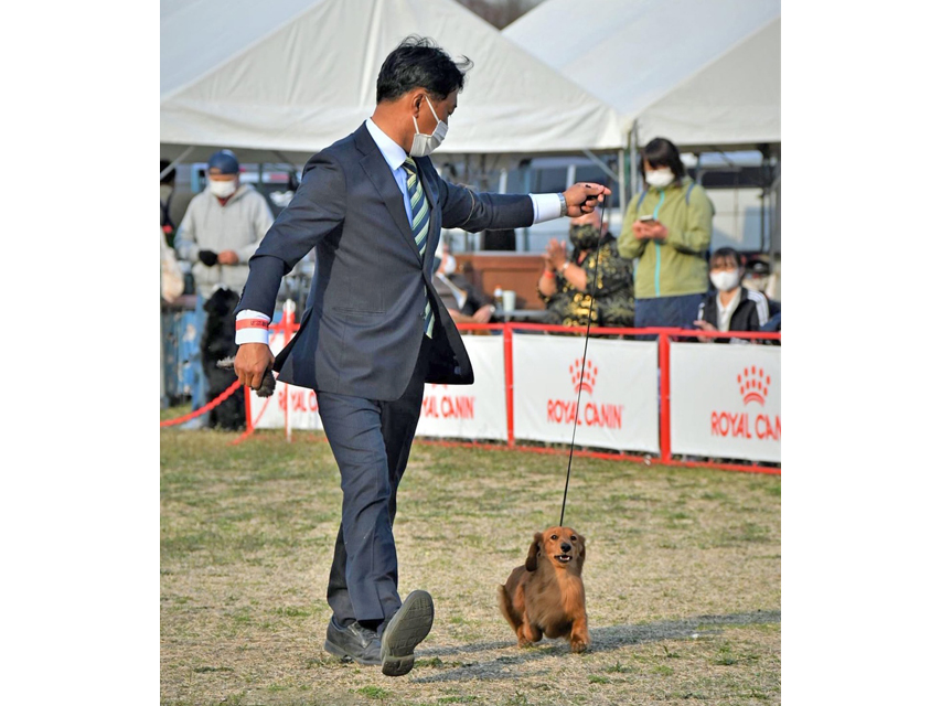 ミニチュアダックスフンド まもる ドッグショー
