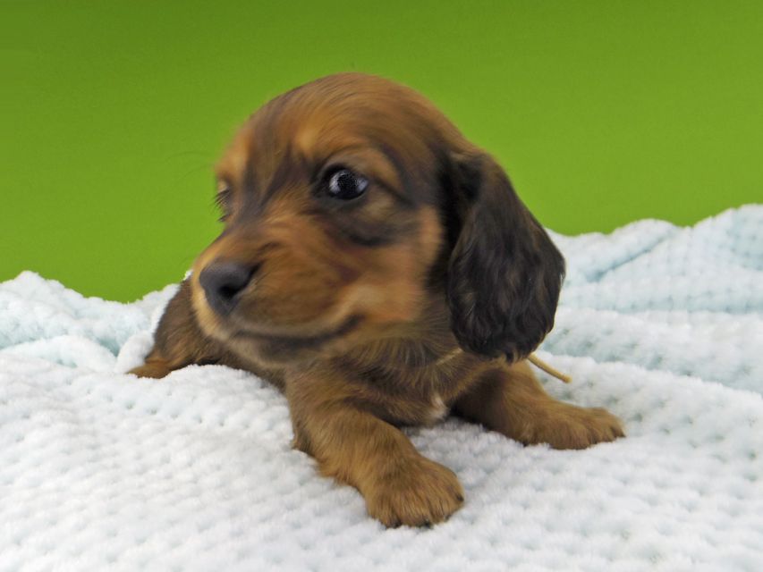 ミニチュアダックスフンド メイプルhp & 竹千代の子犬 レッド 男の子（1）