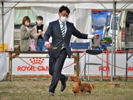 Miniature-Dachshund17