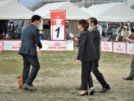 Miniature-Dachshund18