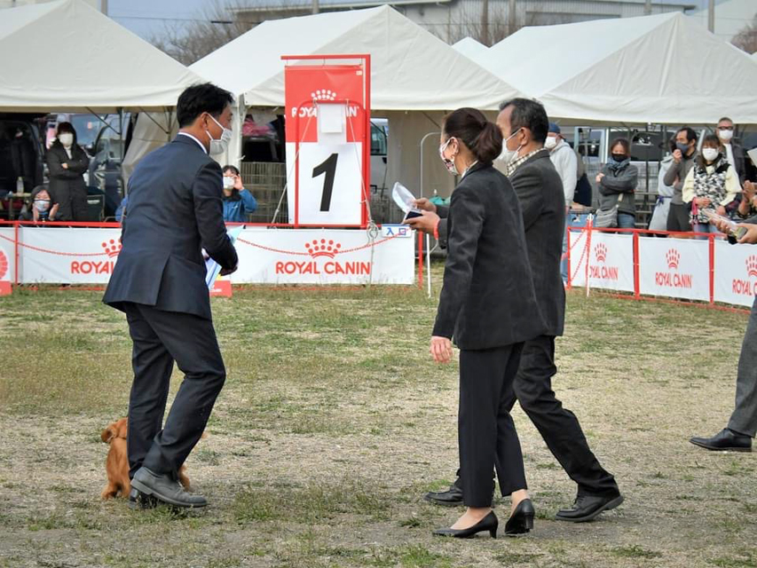 ミニチュアダックスフンド まもる ドッグショー