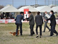 Miniature-Dachshund19 Miniature-Dachshund19