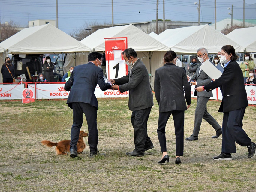 ミニチュアダックスフンド まもる ドッグショー