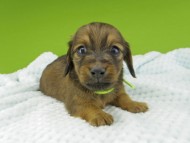 Miniature-Dachshund190 Miniature-Dachshund190