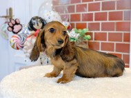 Miniature-Dachshund19