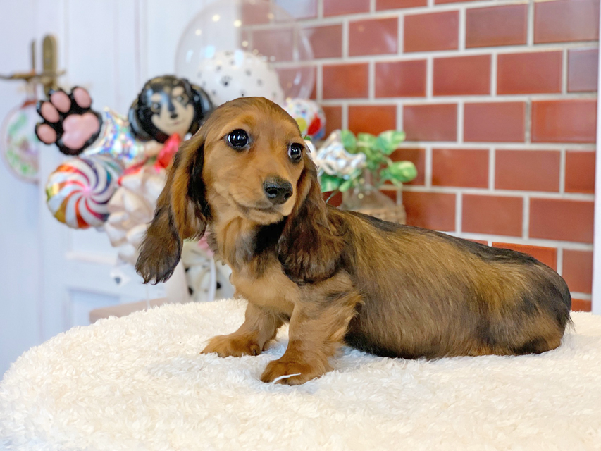 ミニチュアダックスフンド ルーシー & ジムダンデイの子犬 レッド 女の子(1)Miniature-Dachshund19 ミニチュアダックスフンド ルーシー & ジムダンデイの子犬 レッド 女の子(1)