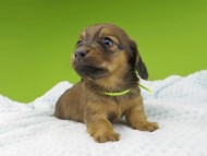 Miniature-Dachshund193 Miniature-Dachshund193