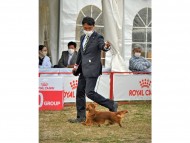 Miniature-Dachshund20