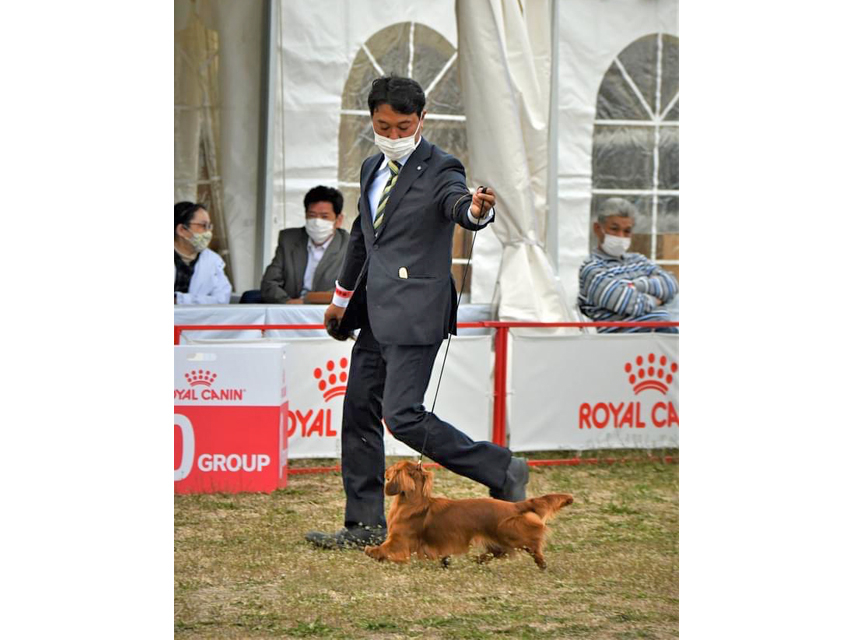 ミニチュアダックスフンド まもる ドッグショー