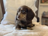 Miniature-Dachshund2042
