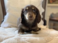 Miniature-Dachshund2044