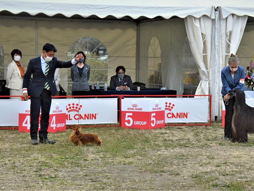 ミニチュアダックスフンド まもる ドッグショー