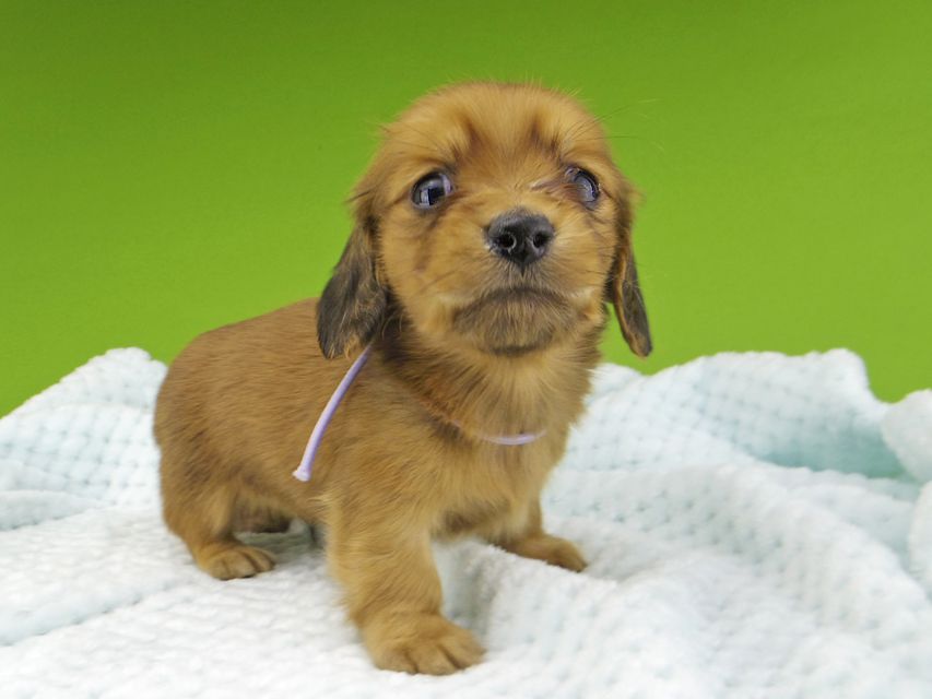 ミニチュアダックスフンド メイプルhp & 竹千代の子犬 レッド 男の子(4)Miniature-Dachshund218 ミニチュアダックスフンド メイプルhp & 竹千代の子犬 レッド 男の子(4)