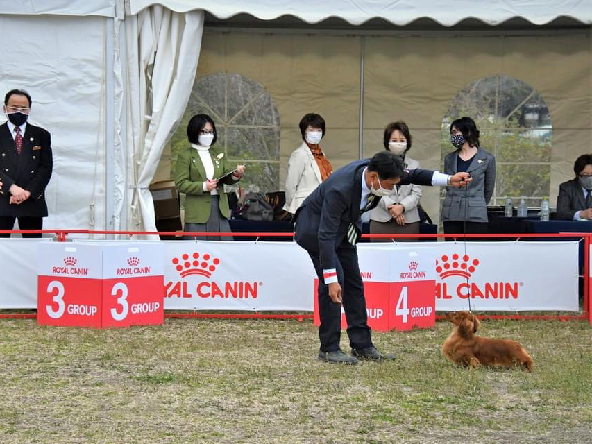 ミニチュアダックスフンド まもる ドッグショー