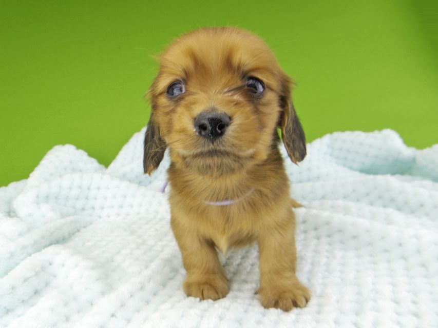 ミニチュアダックスフンド メイプルhp & 竹千代の子犬 レッド 男の子(4)Miniature-Dachshund222 ミニチュアダックスフンド メイプルhp & 竹千代の子犬 レッド 男の子(4)