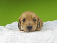 Miniature-Dachshund224 Miniature-Dachshund224